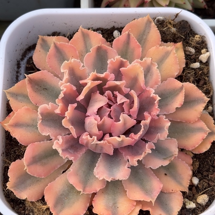 晚霞之舞锦一颗价格