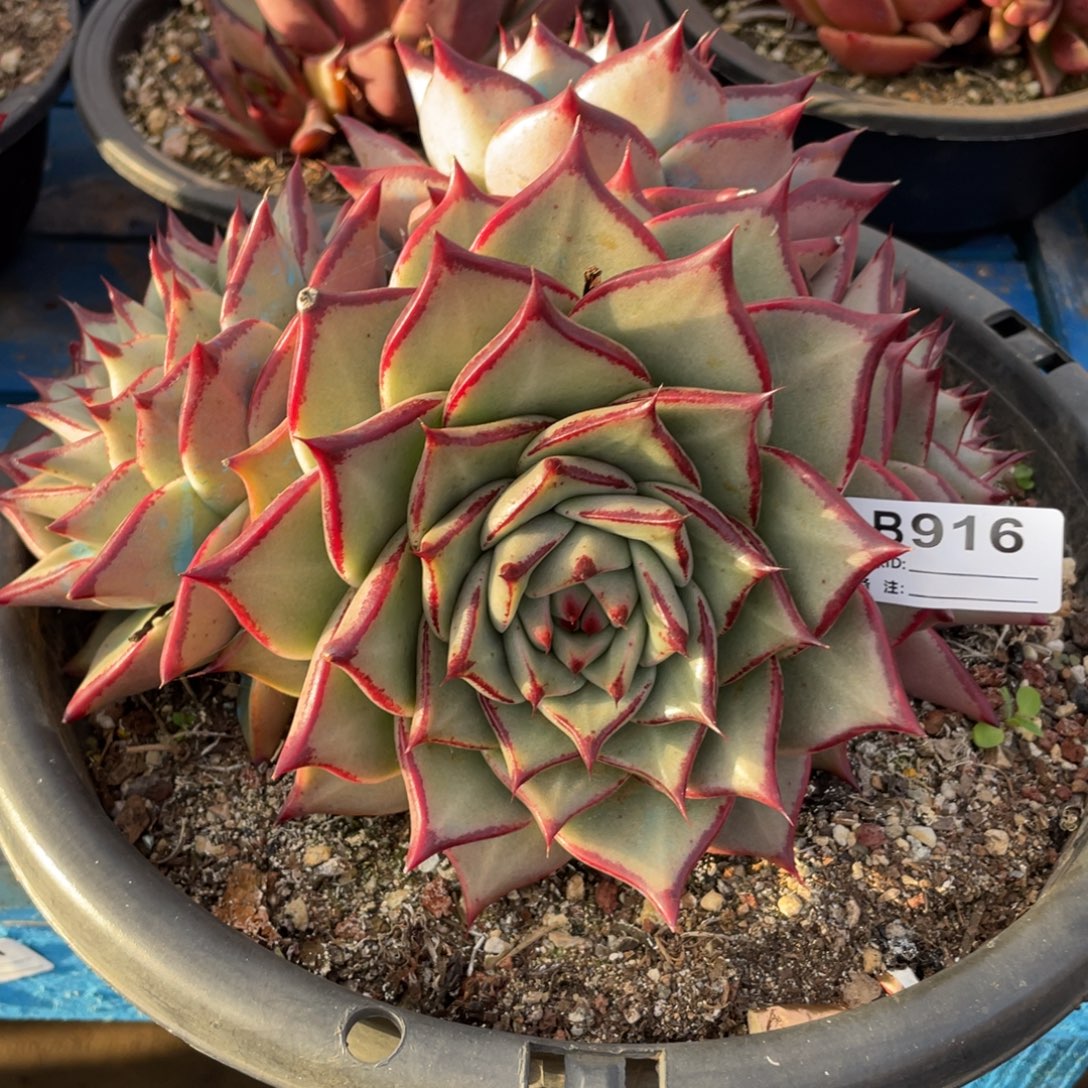 无花朵若如东云组拍B916