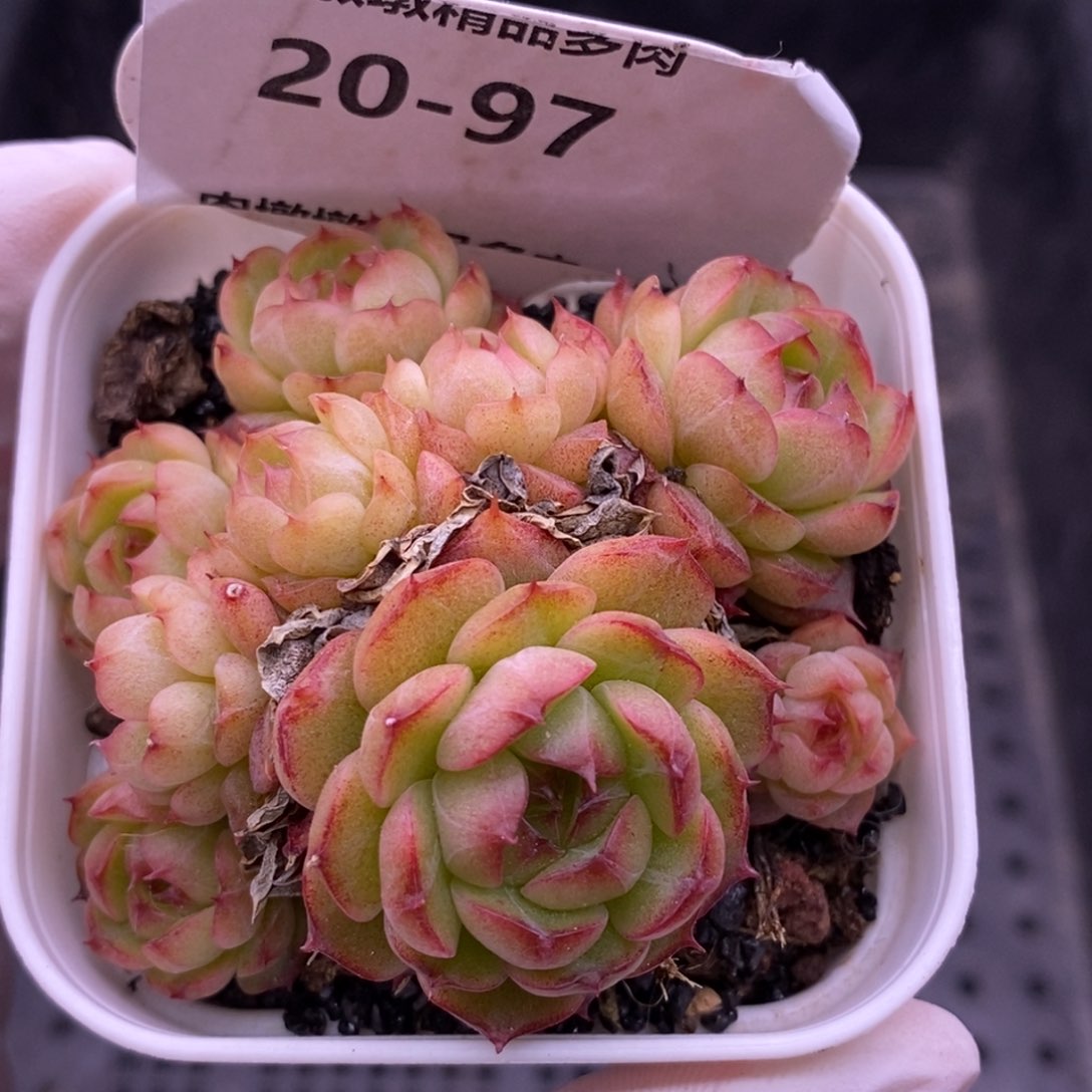 【闪购商品】20-97