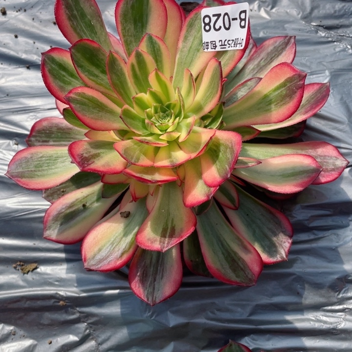 ✨**✨28黑膜锦多肉12345678