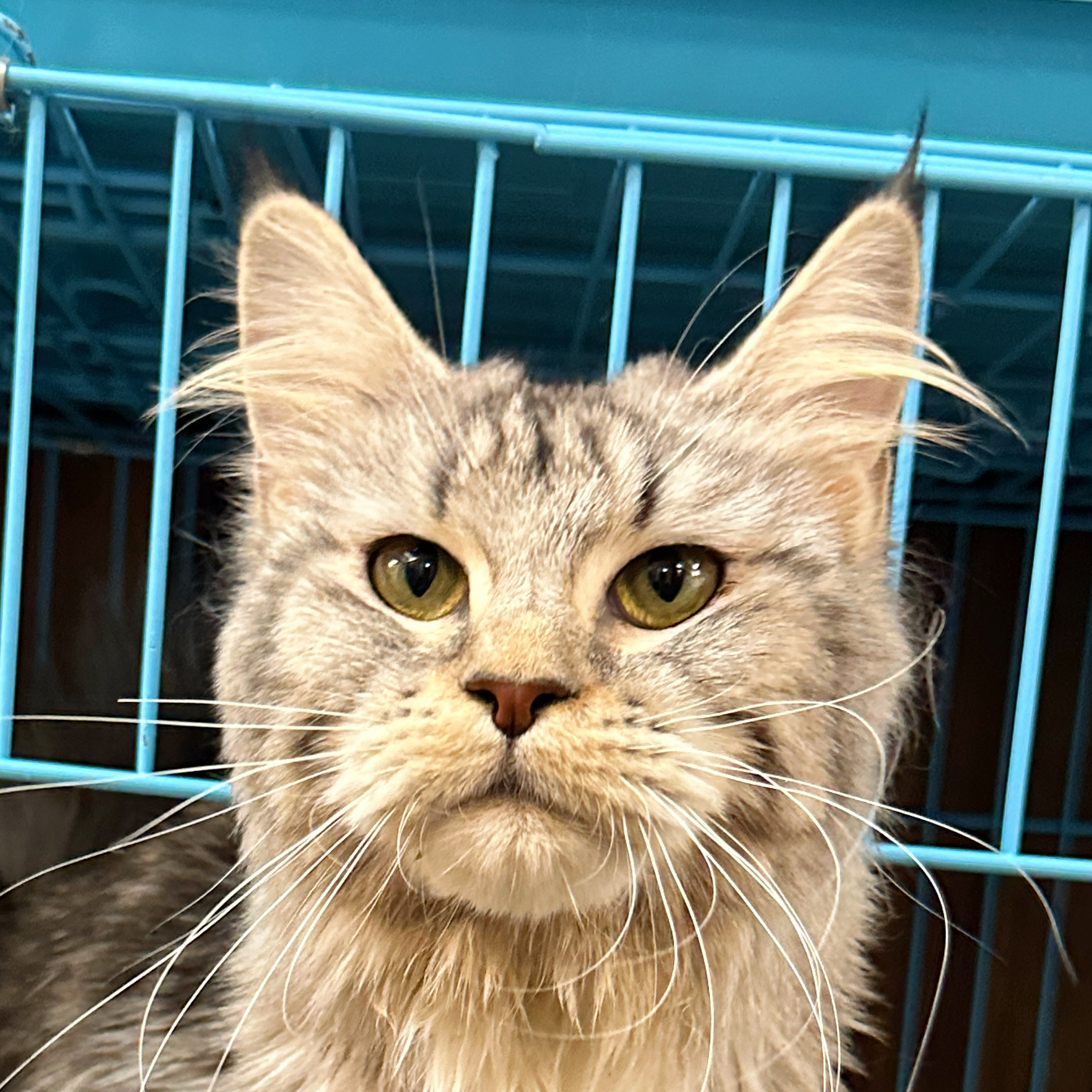 来了姊妹-银白缅因猫-妹妹-82