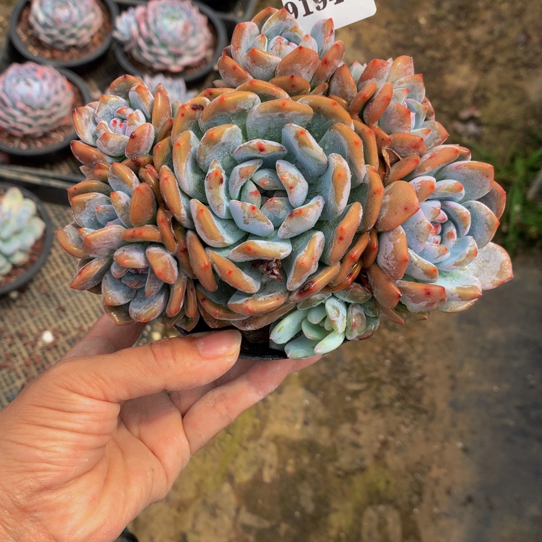 91948多头一个嗯嗯嗯嗯嗯嗯加油