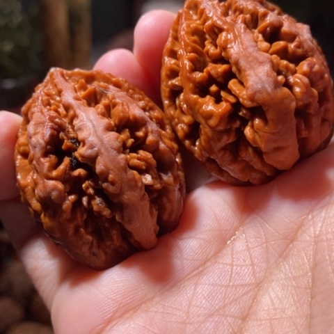 把件文玩核桃东北野生楸子小美5 7