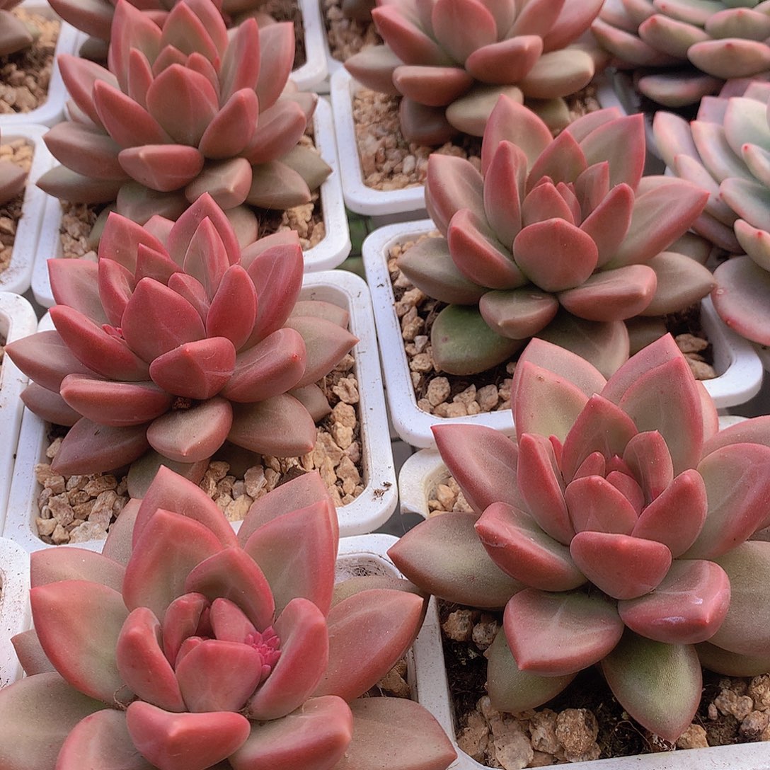 迷雾泡泡356789900000