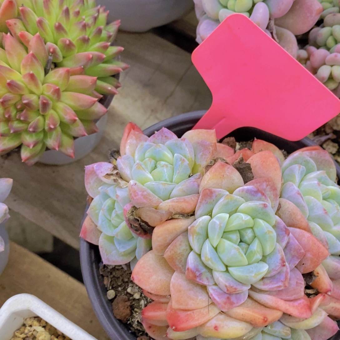 活动专场第一场，5送1