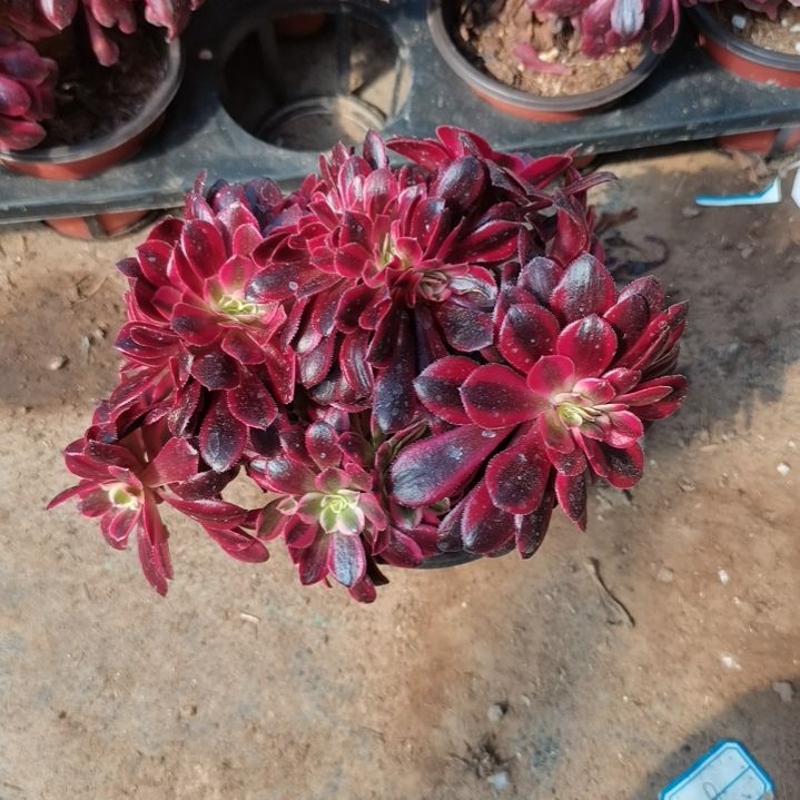 美杜莎法师缀化1