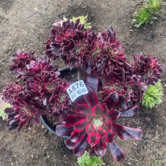 多肉植物876美杜莎缀