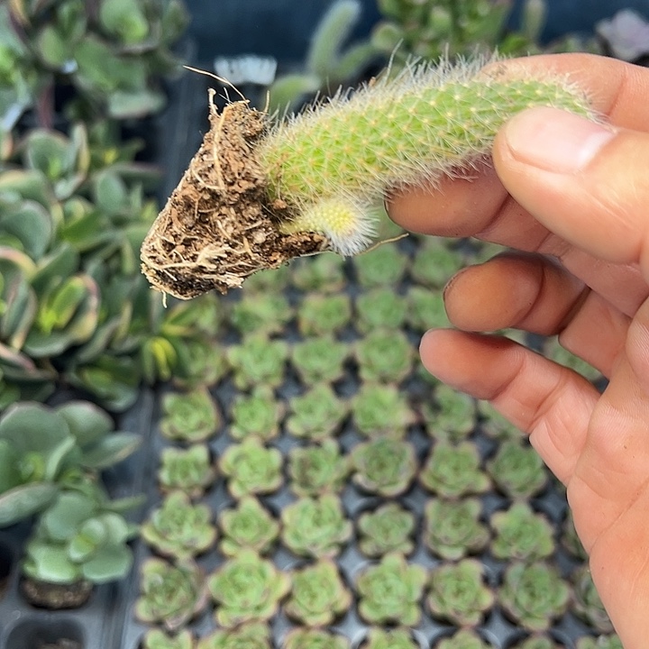 九尾狐 满10颗包邮