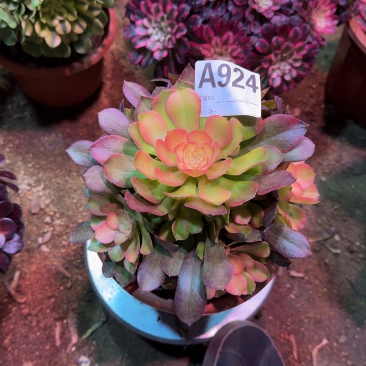 红陶冰蝉924多肉