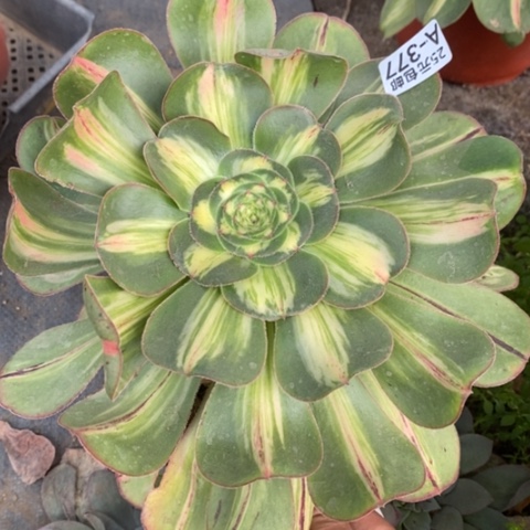 377暴君多肉清棚福利