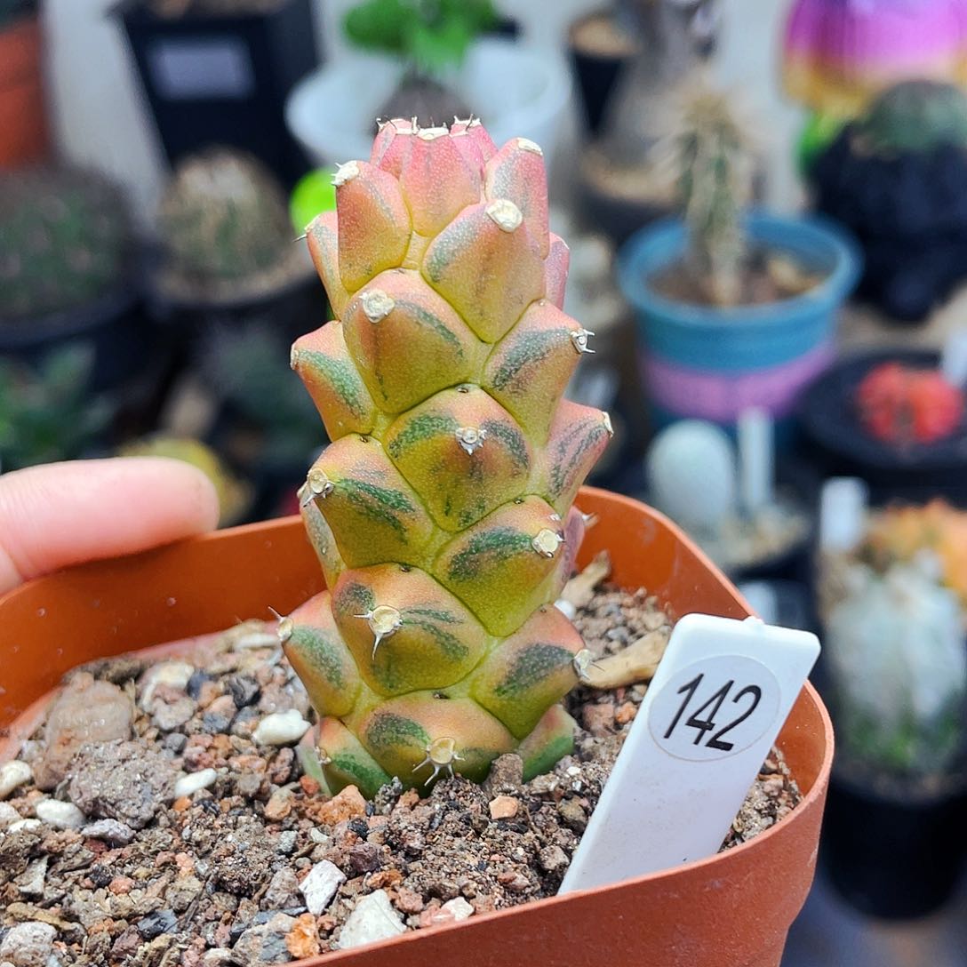 非偏远地区满25包邮仙人球