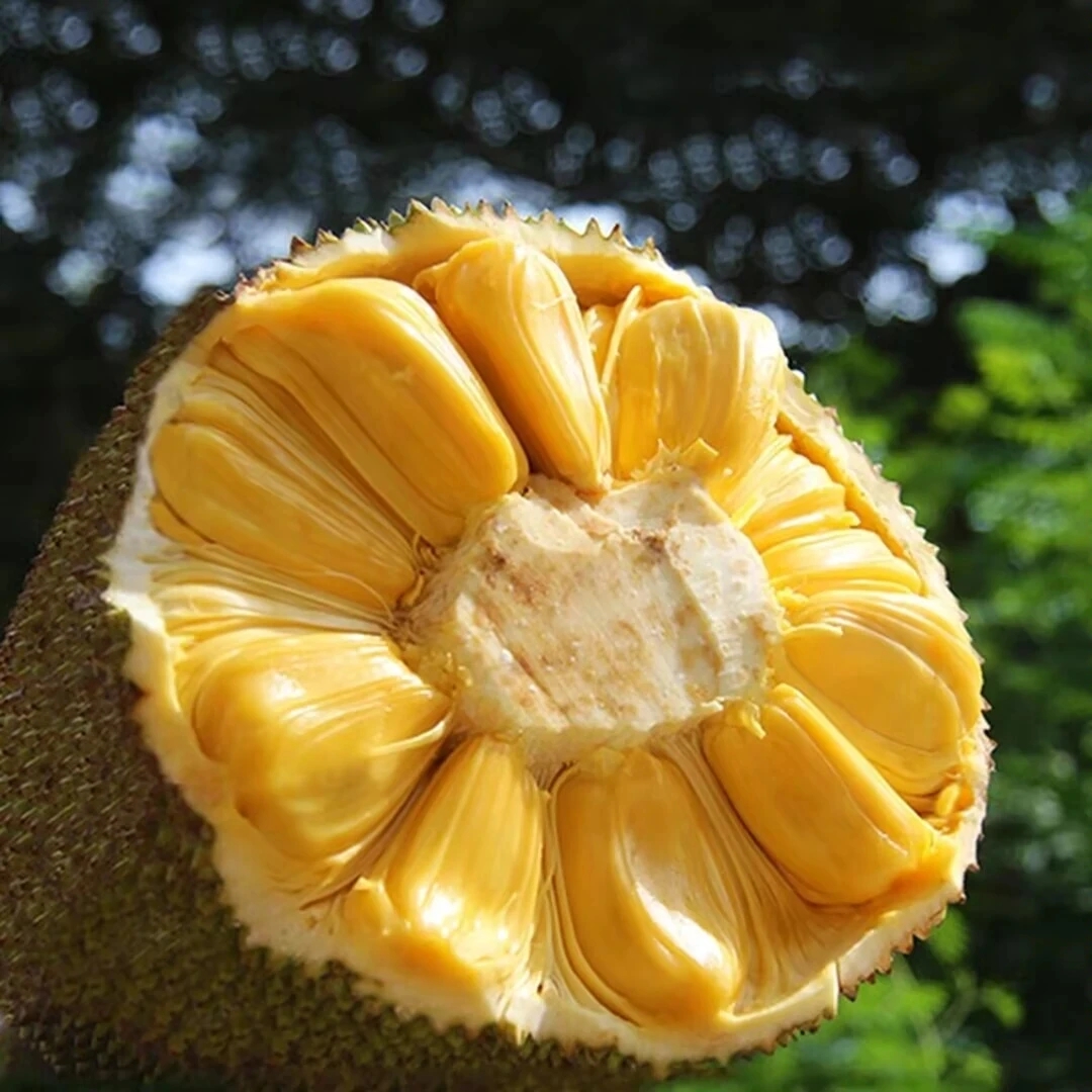 〔顺丰包邮明天到〕越南黄肉菠萝蜜水果8-13斤黄肉菠萝蜜越南社会主义共和国