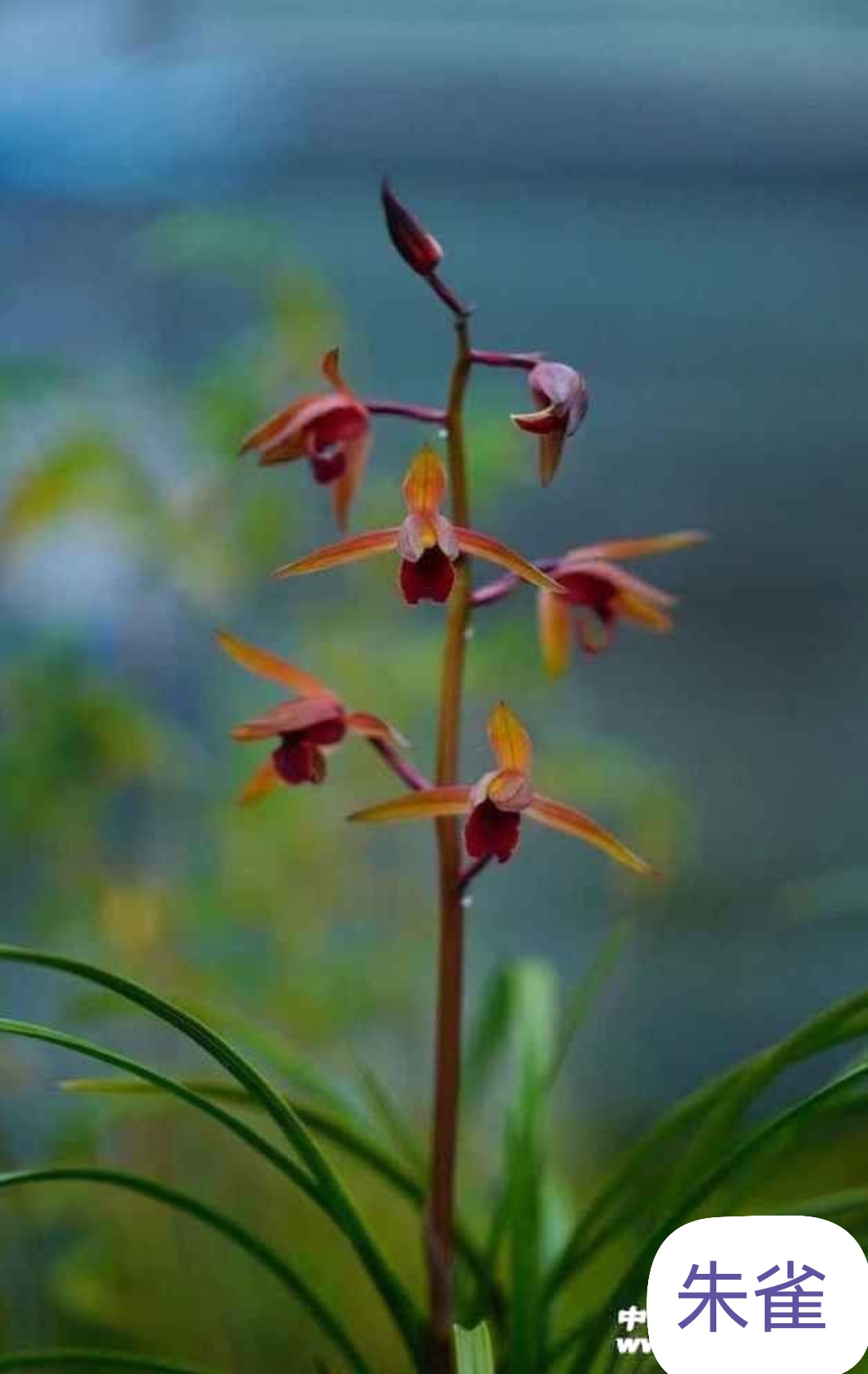 蕙兰一物一拍链接花开浓香高出架