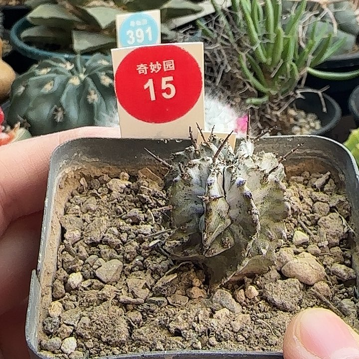 实生白衣魁伟玉一颗