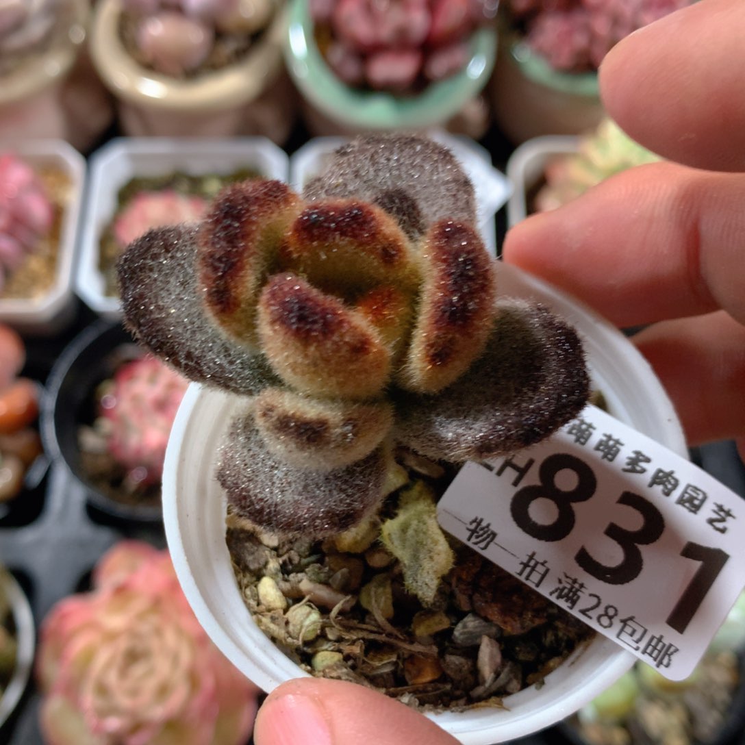 5CM拇指盆精控多肉ZH831