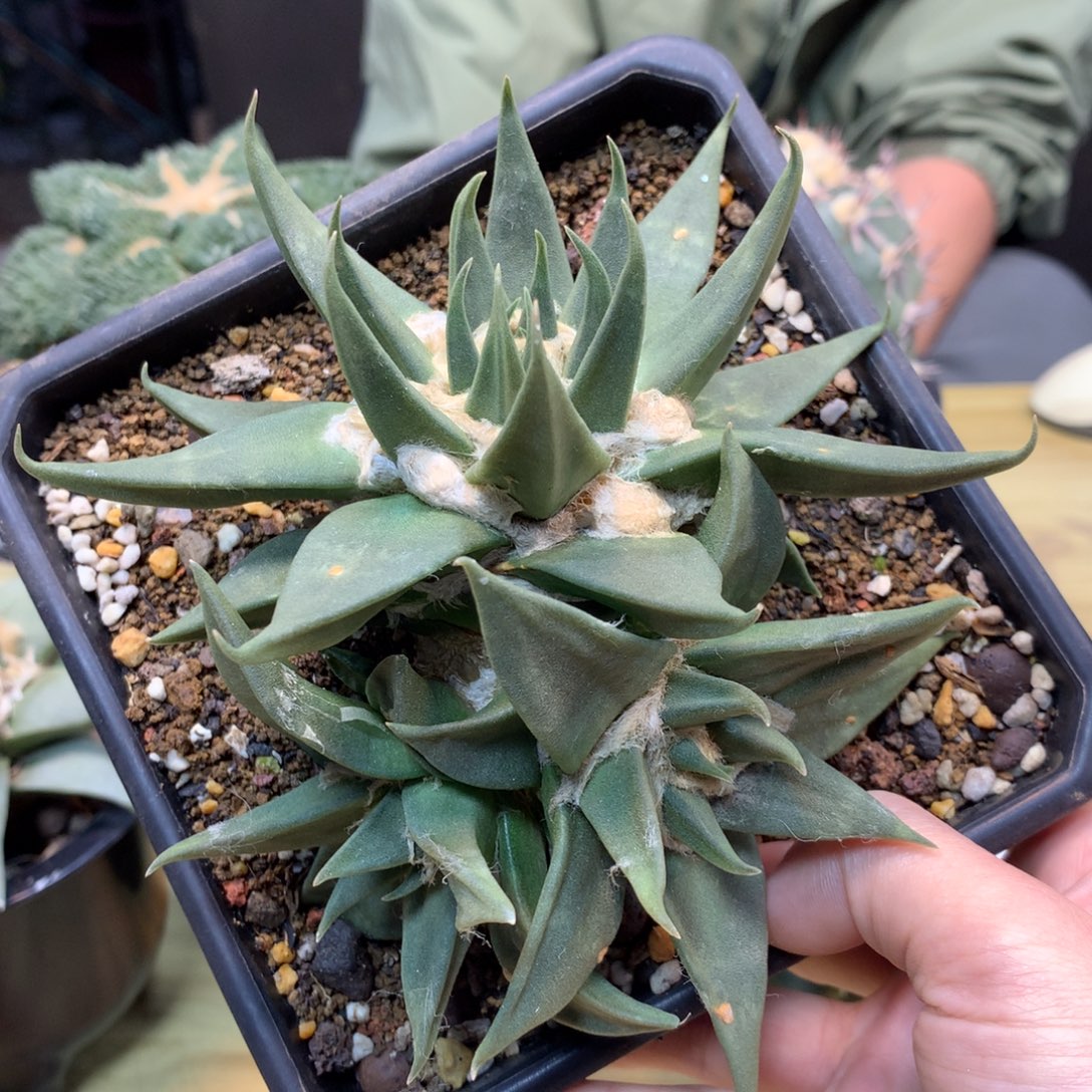      13号 自根 龙牙岩牡丹群生13公分