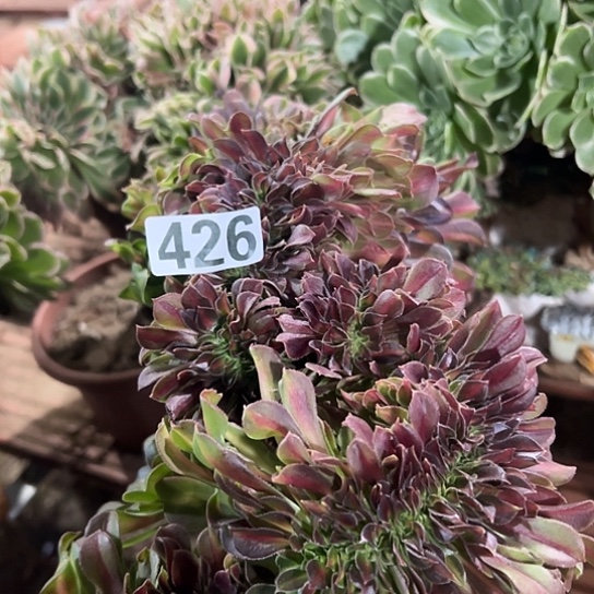 珠***儿多肉植物一个中班426