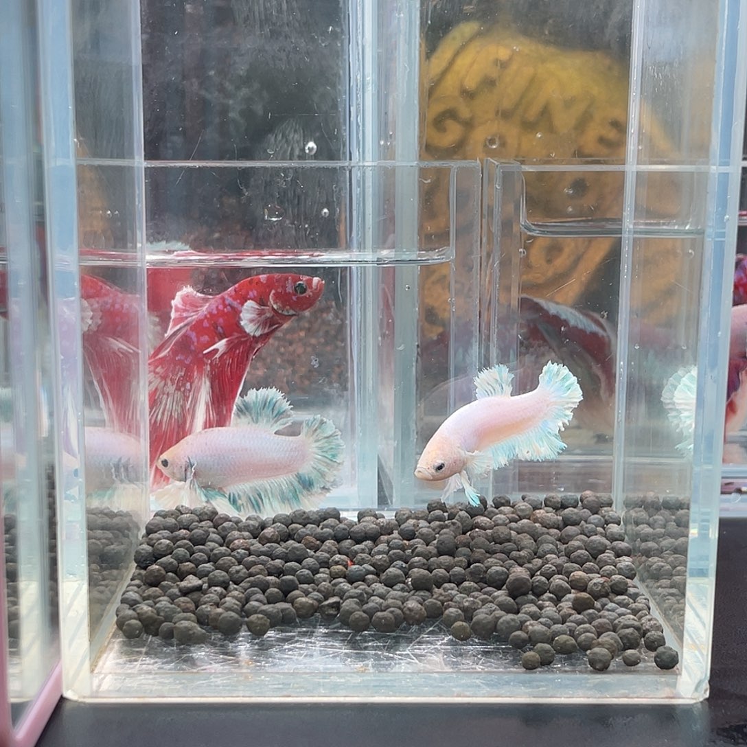 斗鱼25号1217早绣球