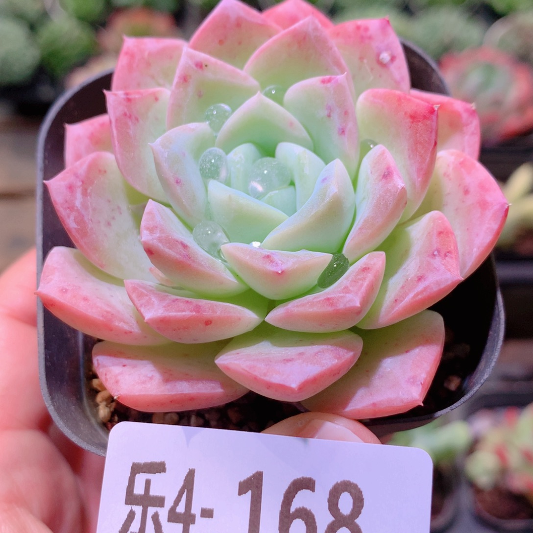 乐然4-168 新品单头 