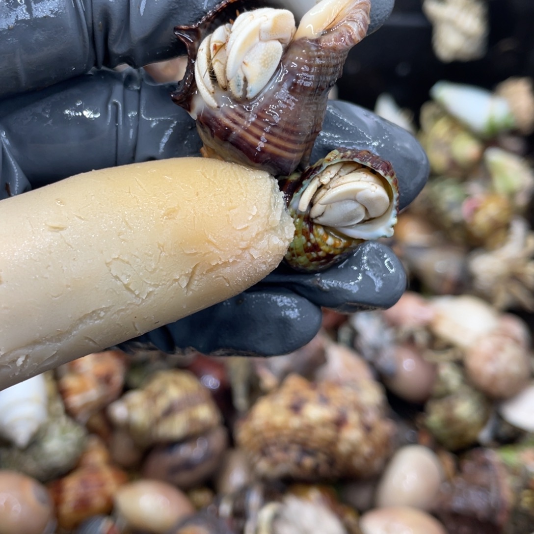 不退不换活体宠物153