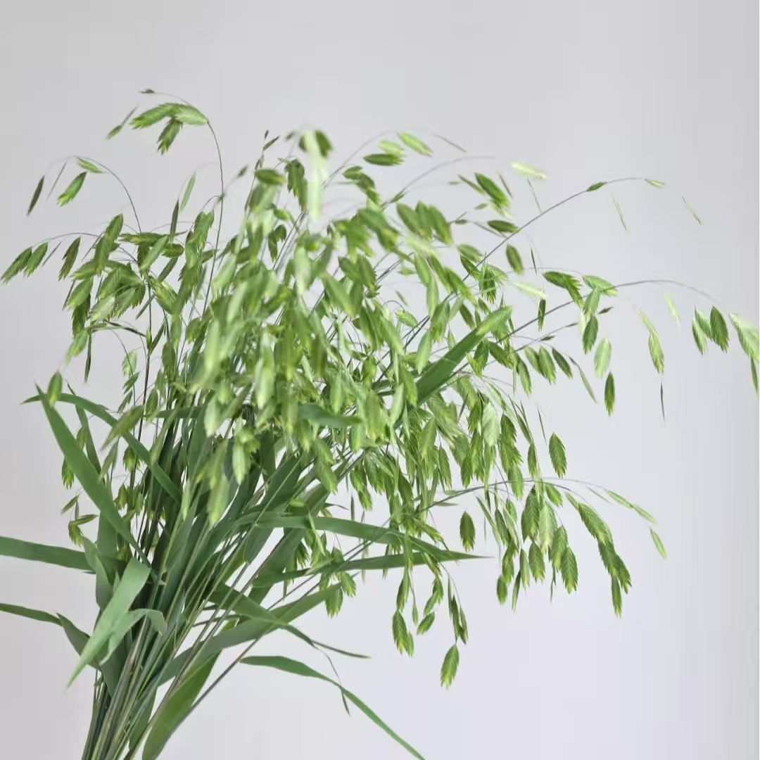 【小盼草1扎】任意2单鲜花升级顺丰/德邦