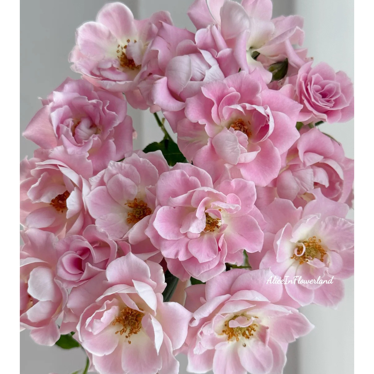 云花巷# 【冷粉】稀有小众玫瑰品种
