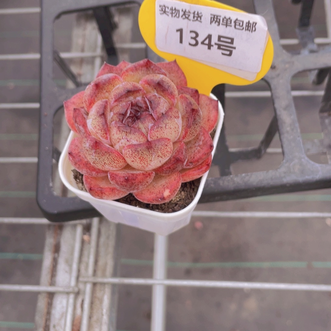 134号厚叶珍妮糖心