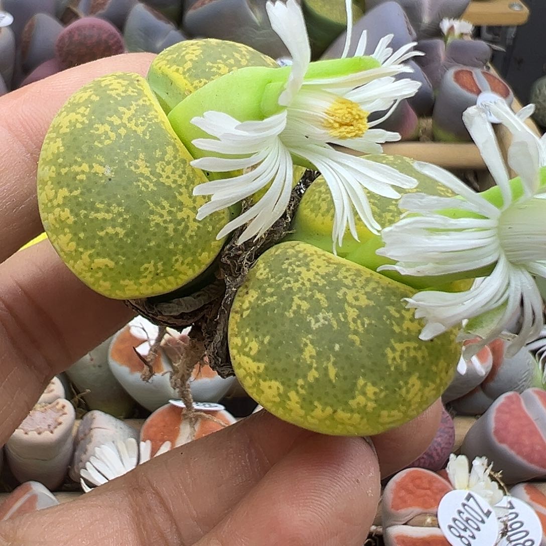 973纯纯下播福利