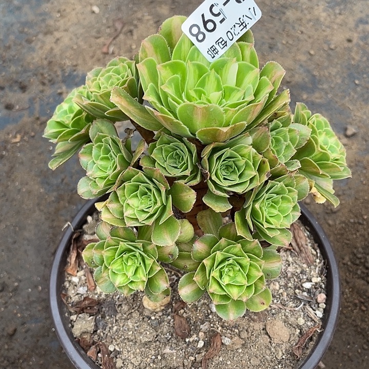 598琉璃满20包邮多肉植物法师