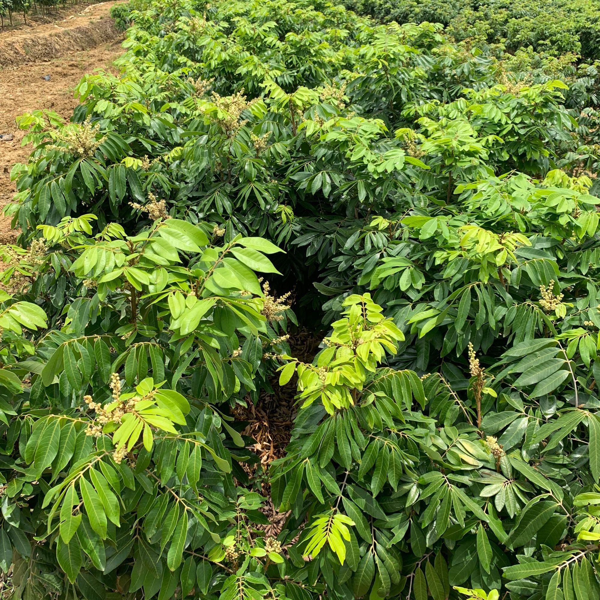 绿植直播间一物一拍