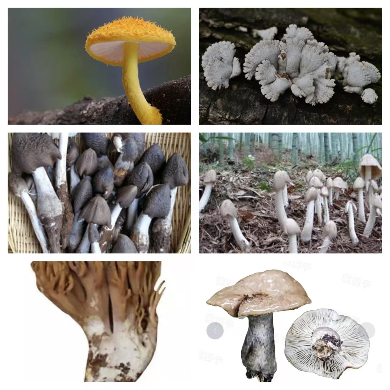 2【X-土特产-D】净含量：2-50g【阿奎现收】