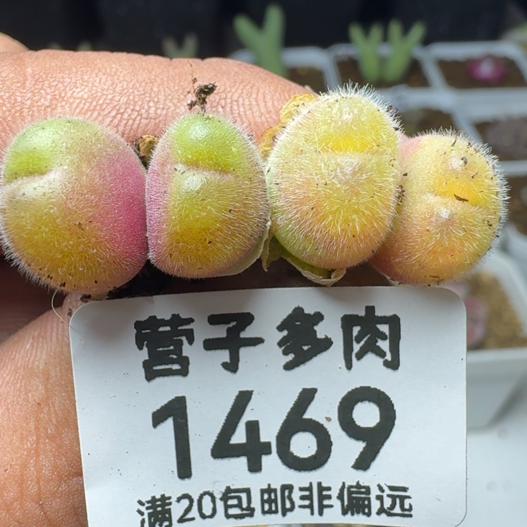 长毛两颗双头。          