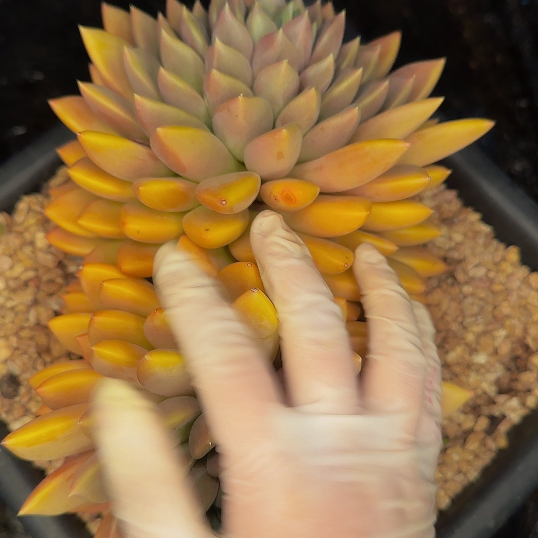 孟**唐啦啦啦旅途中小杨小杨小杨