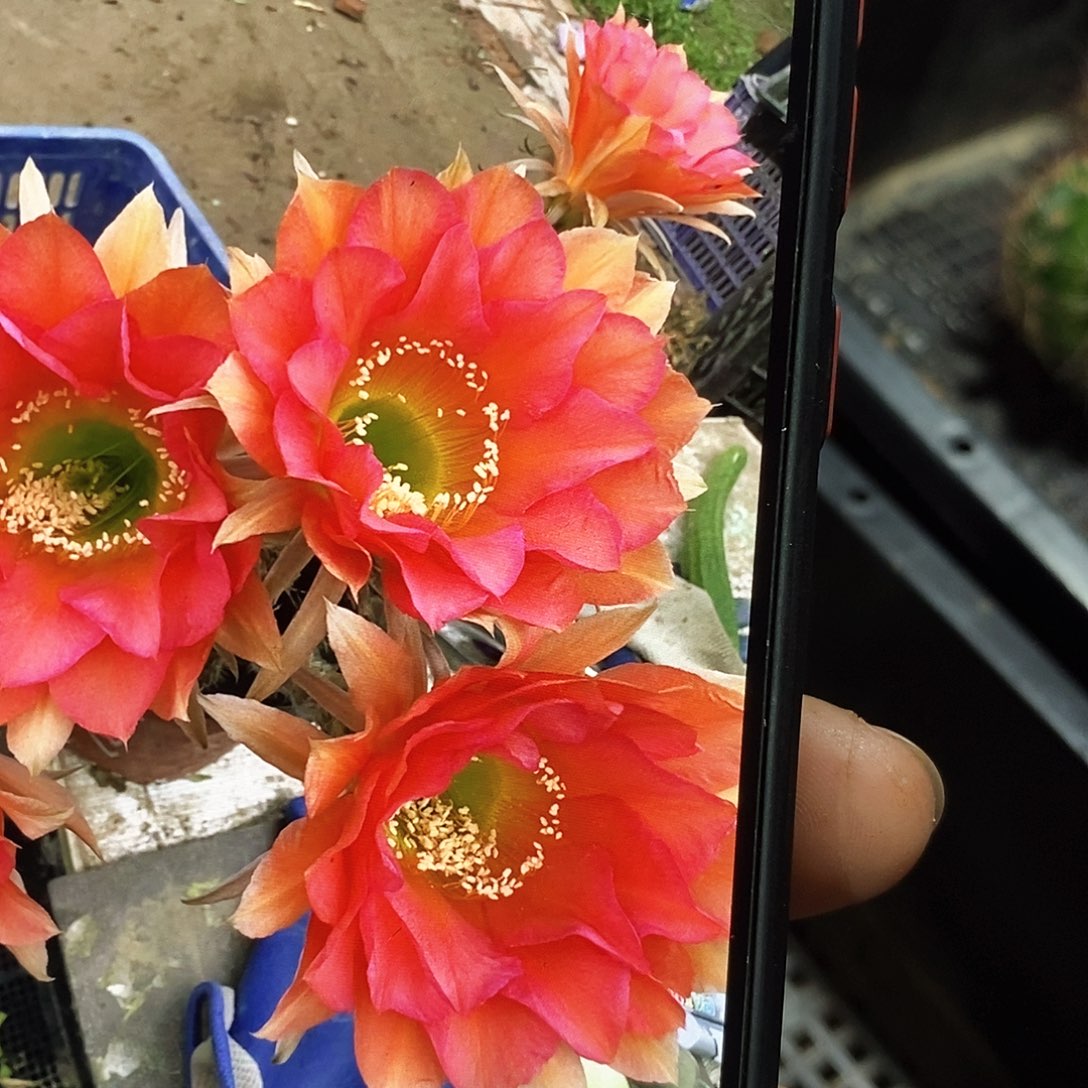 彩 177/侧芽歪20包邮/