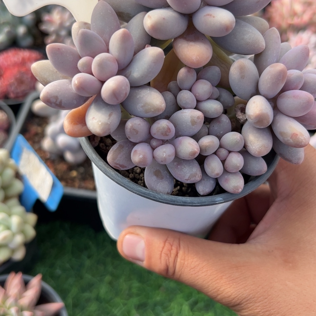 粉色恋人多肉植物