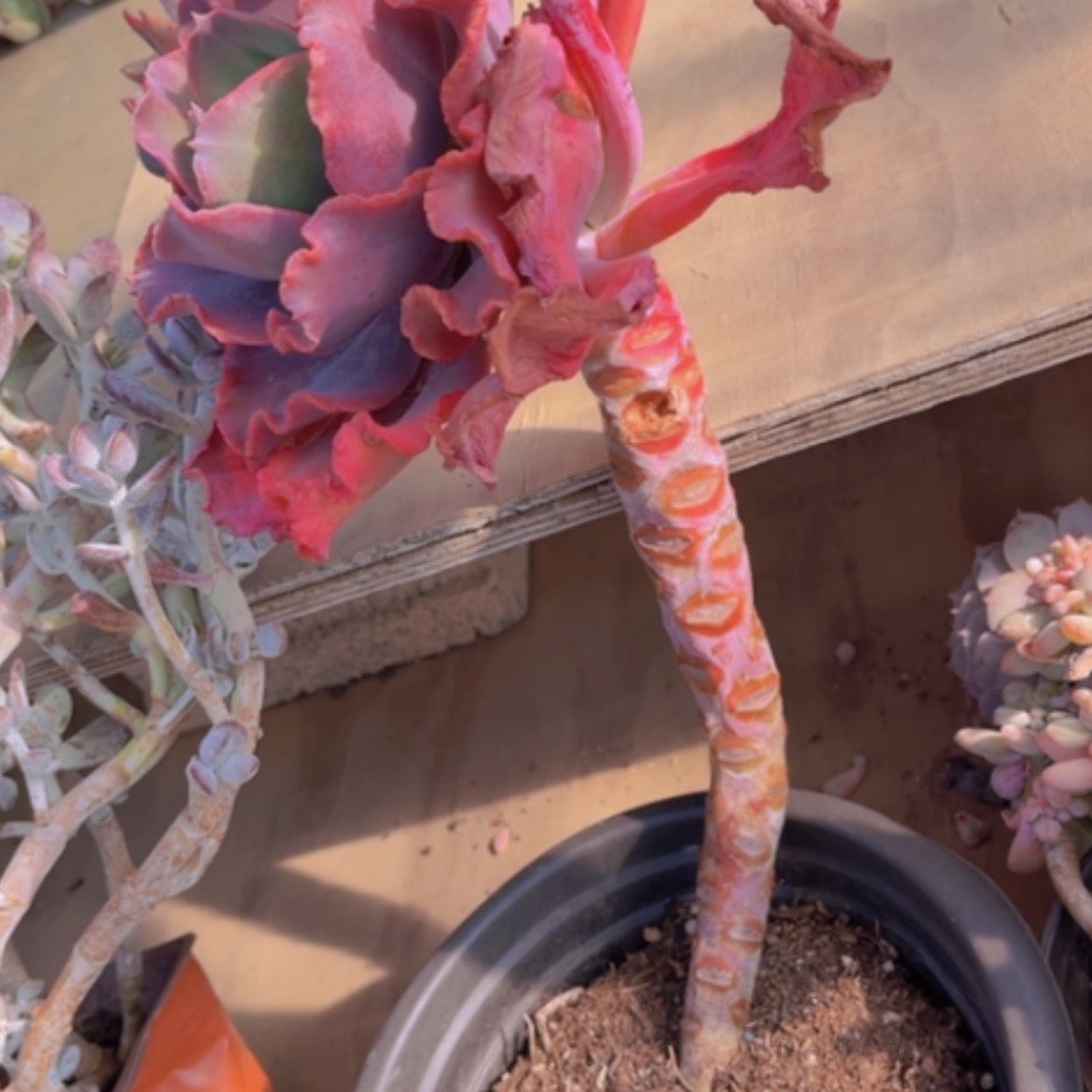 【闪购商品】红婚纱02200