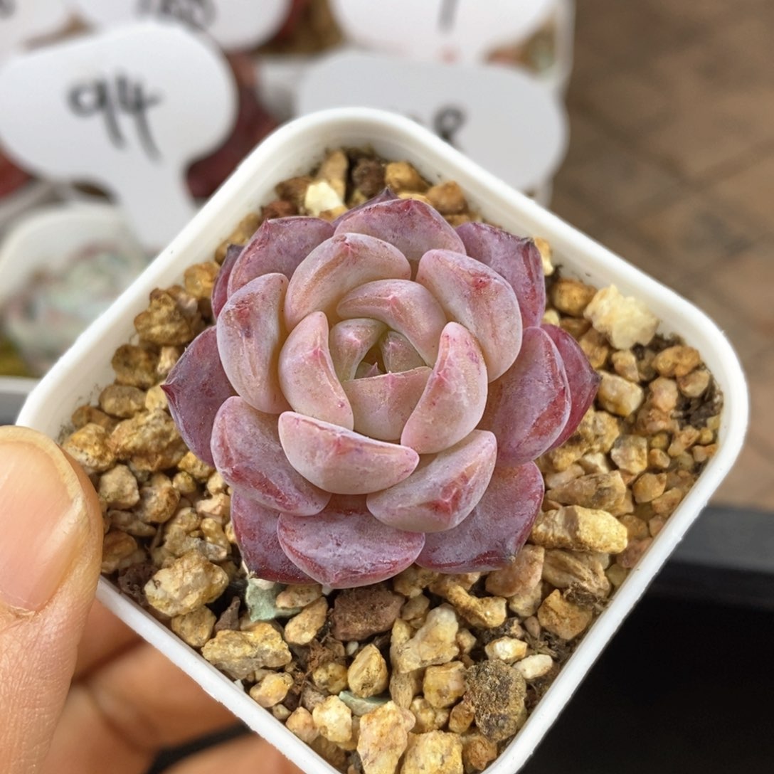 精品多肉一物一拍170