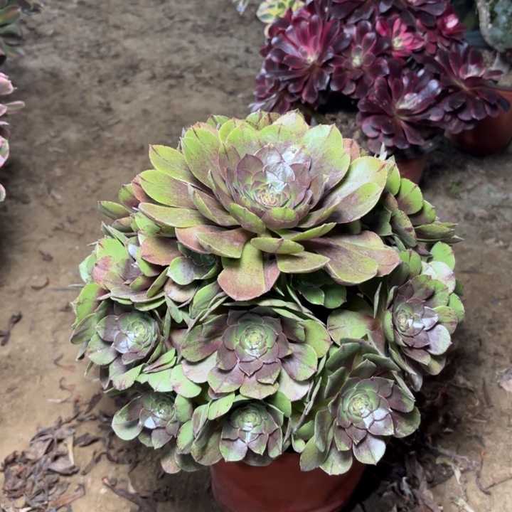 多肉植物法师王圣节拉丝4