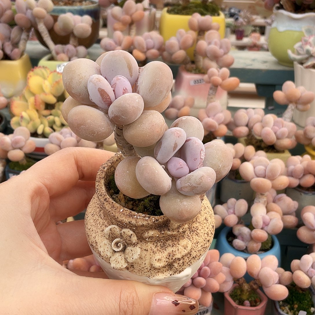 多肉植物的生长发育