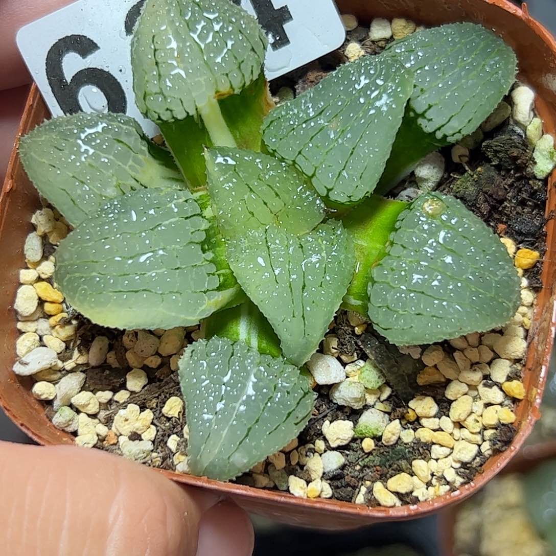 天空之境锦十二卷多肉634