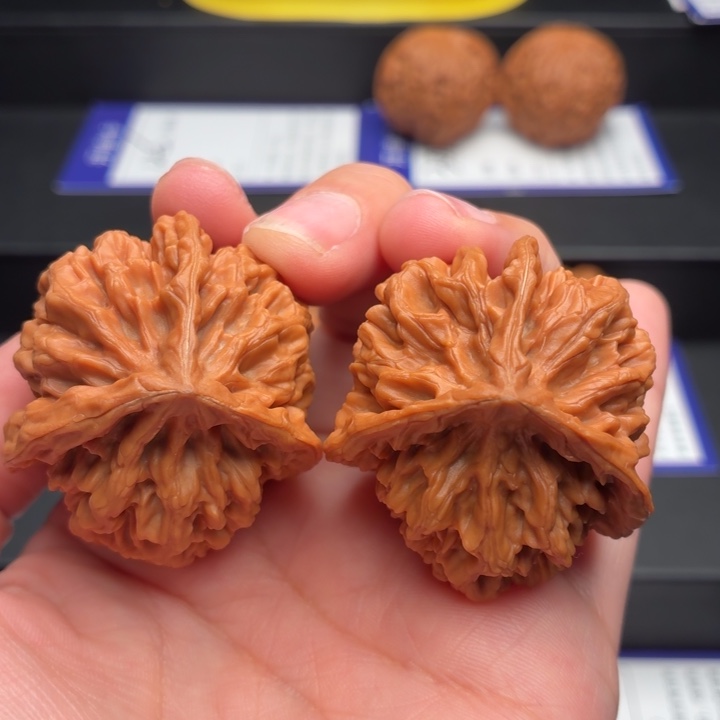 核桃5号 40尺全品帝王三棱