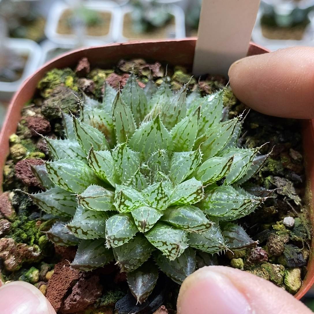 167岩兰十二卷多肉