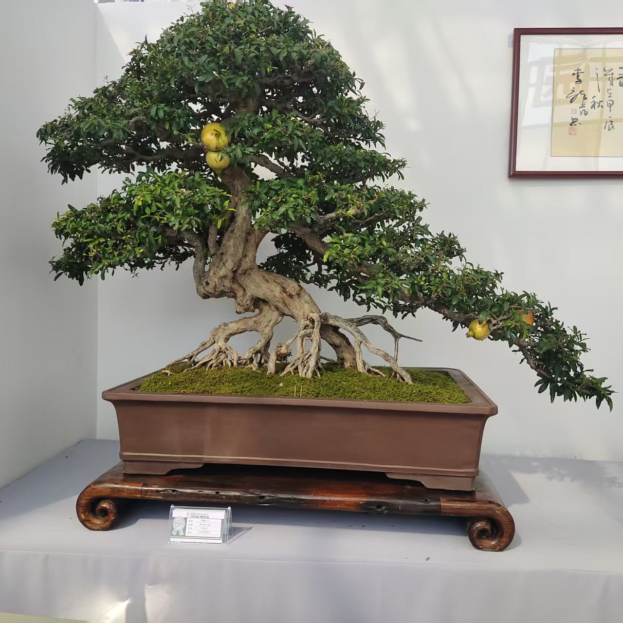 直播间一物一拍链接幸福树开花挂果观花观果