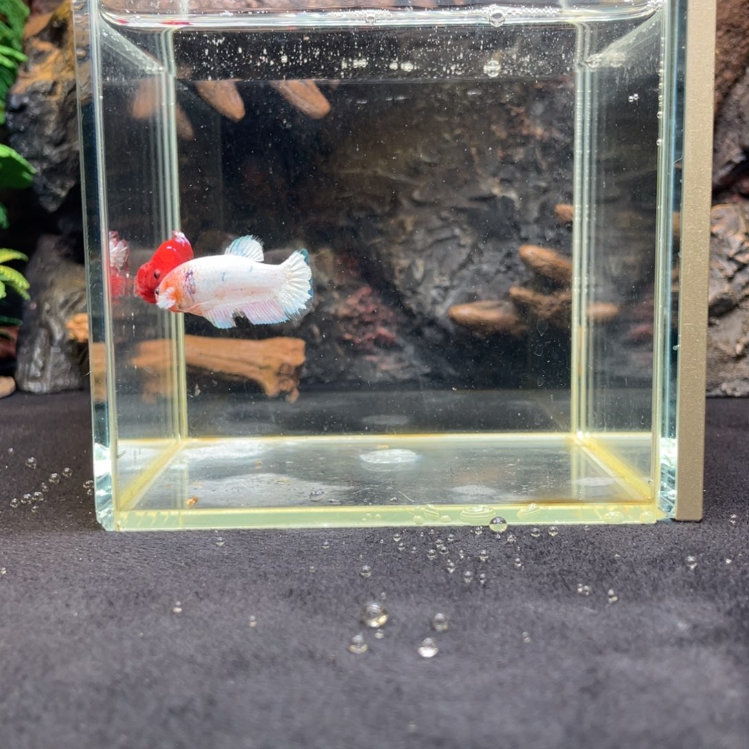 斗鱼十二月七日竞价