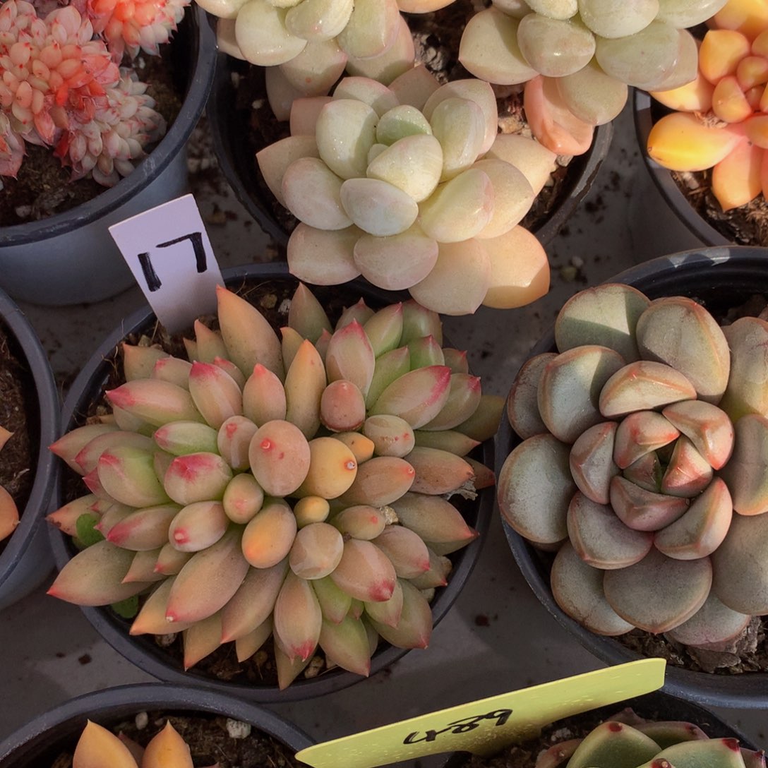 黄体岩字727272727272