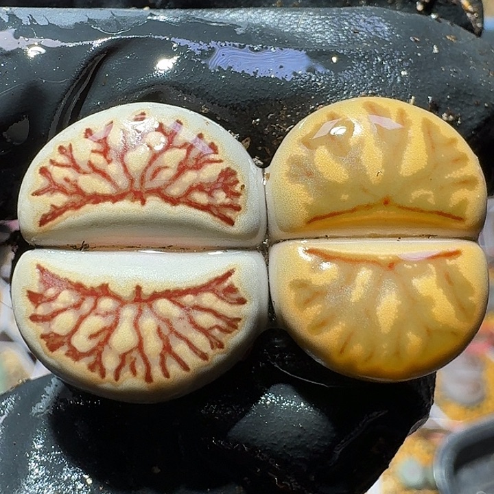 生石花1122111。 255