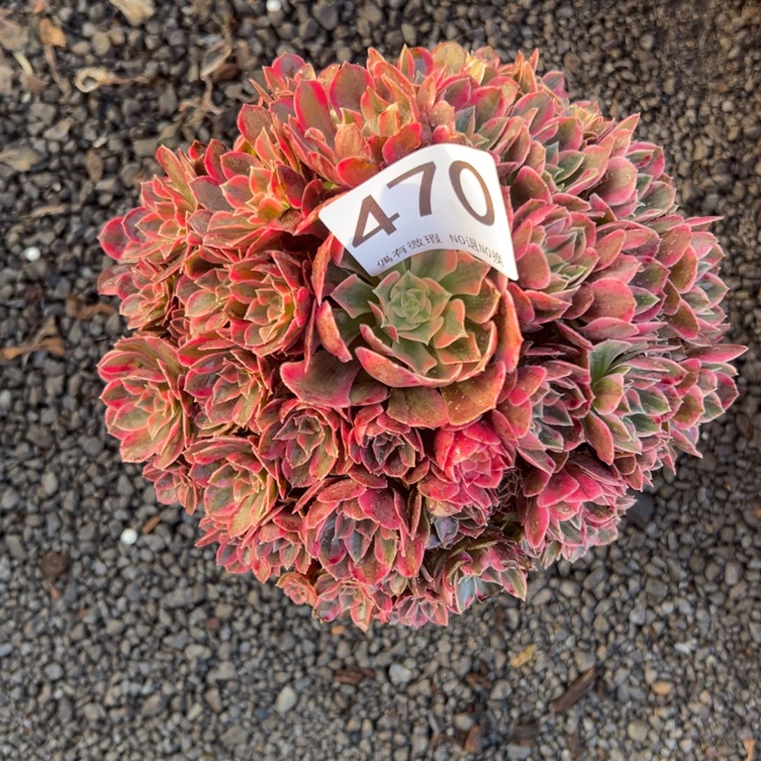 青***儿我是真的很喜欢这个