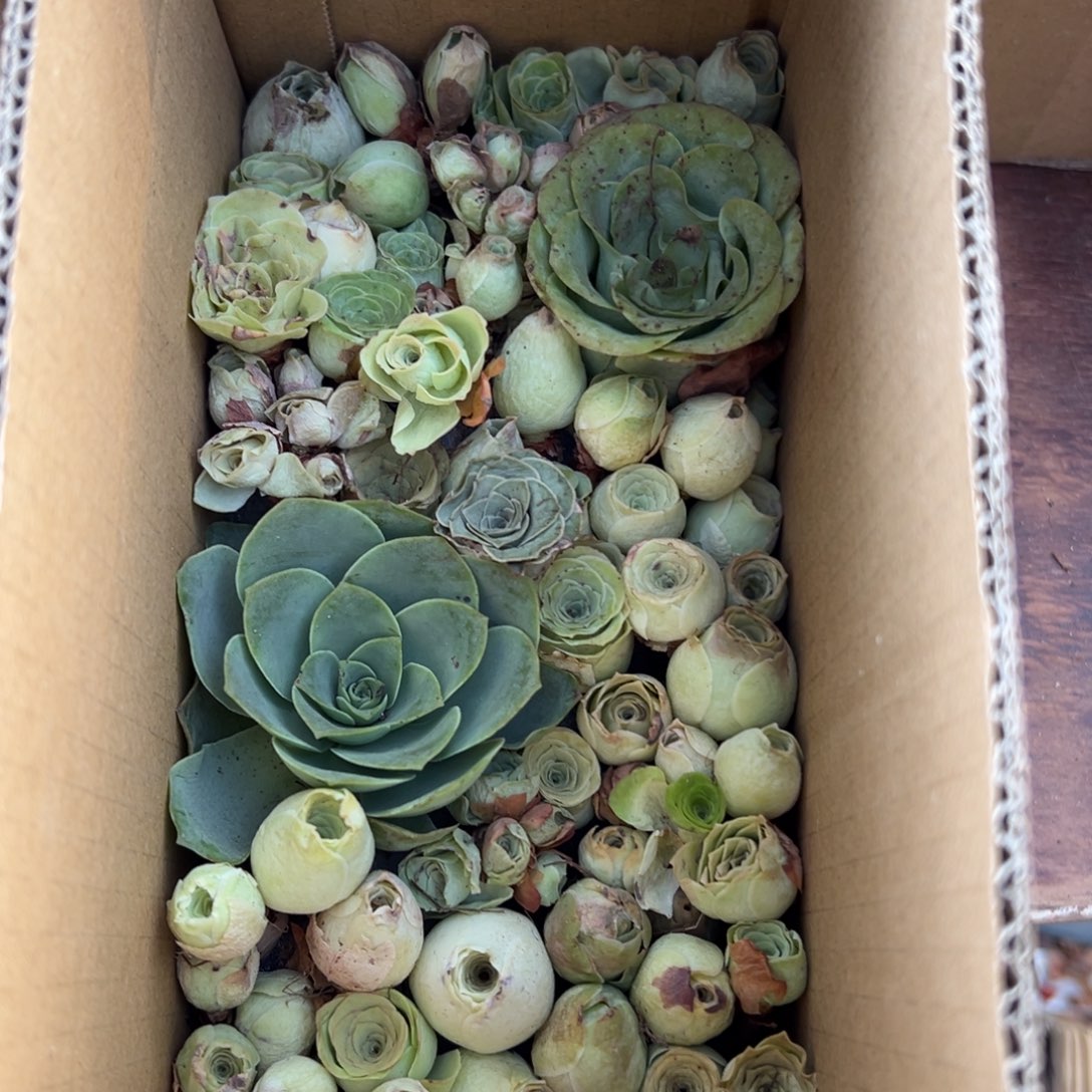 陈陈817山地玫瑰多品种混无售后