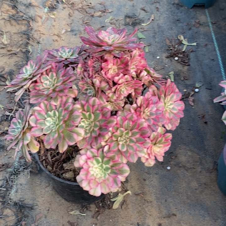 红桐超白22多肉植物法师法师