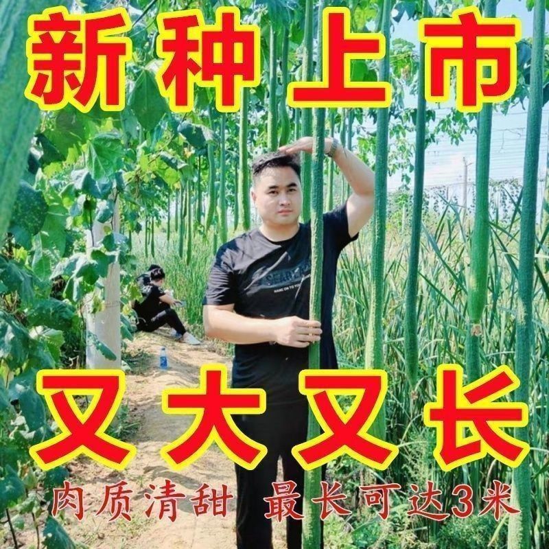 【特长香丝瓜】巨型特长丝瓜种子高产丝瓜种籽春季四季